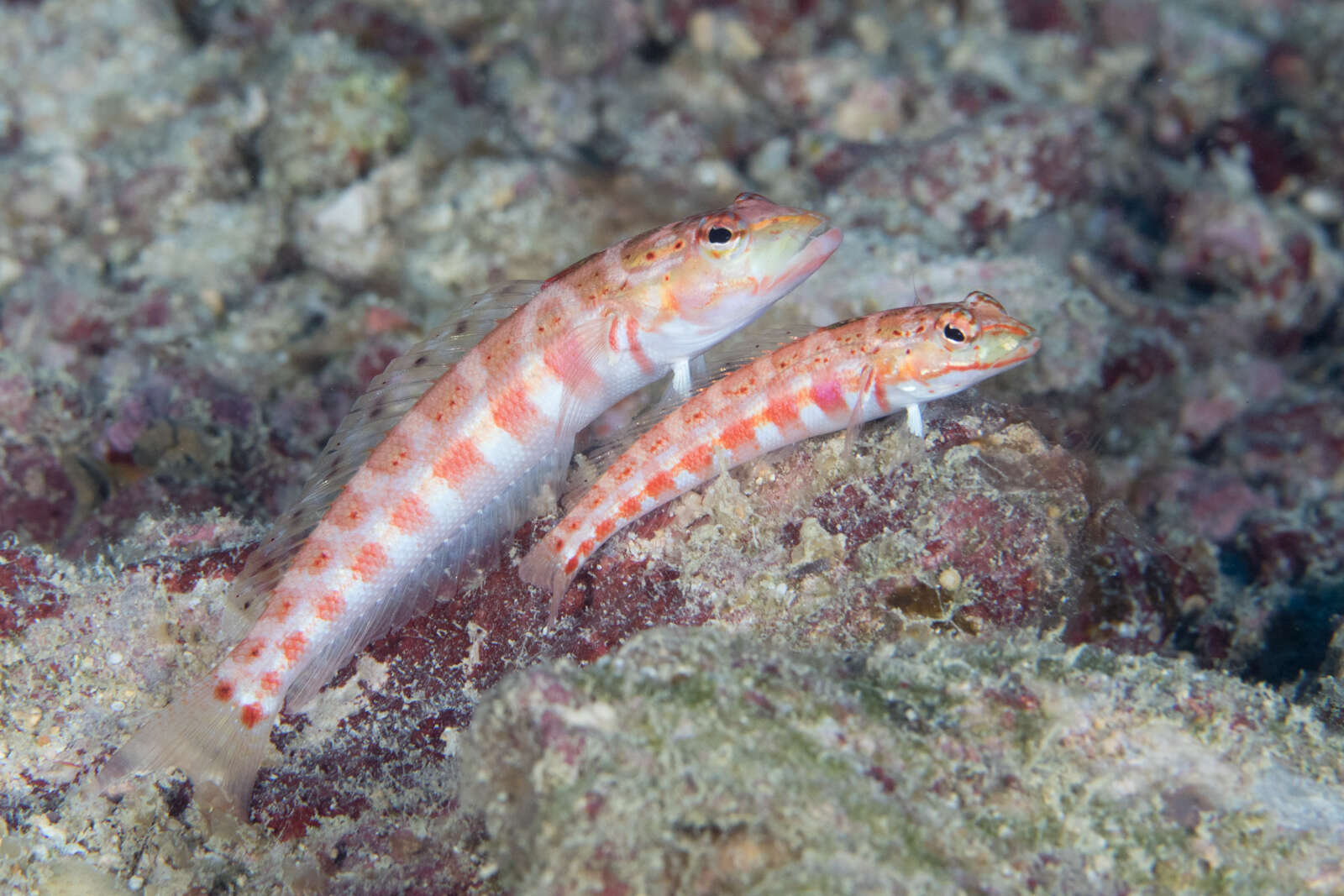 Image of Parapercis schauinslandi