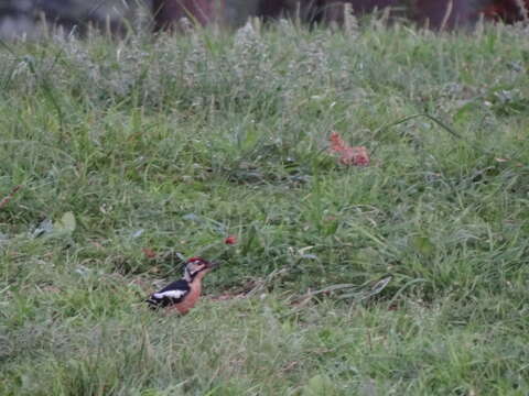 Image of Himalayan Woodpecker