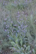 Image de Cynoglossum anchusoides Lindl.