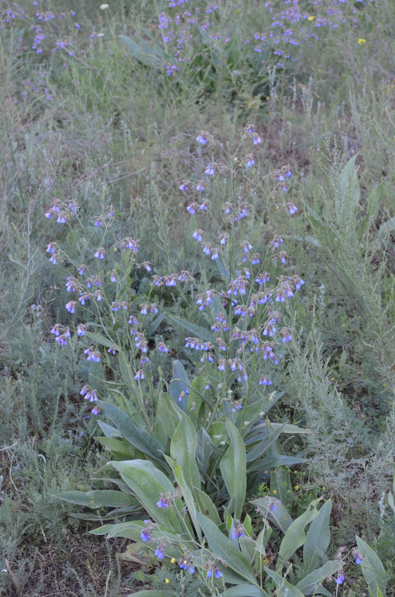 Image de Cynoglossum anchusoides Lindl.