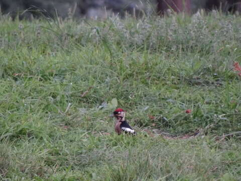 Image of Himalayan Woodpecker