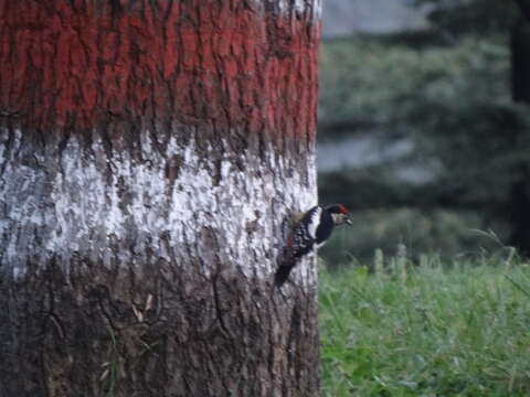 Image of Himalayan Woodpecker