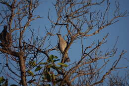 Image of Little Friarbird