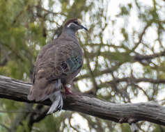 Image of Common Bronzewing