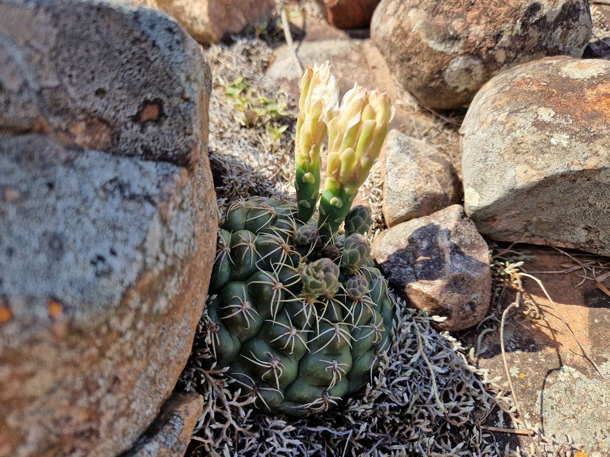 Image of Gymnocalycium mesopotamicum R. Kiesling