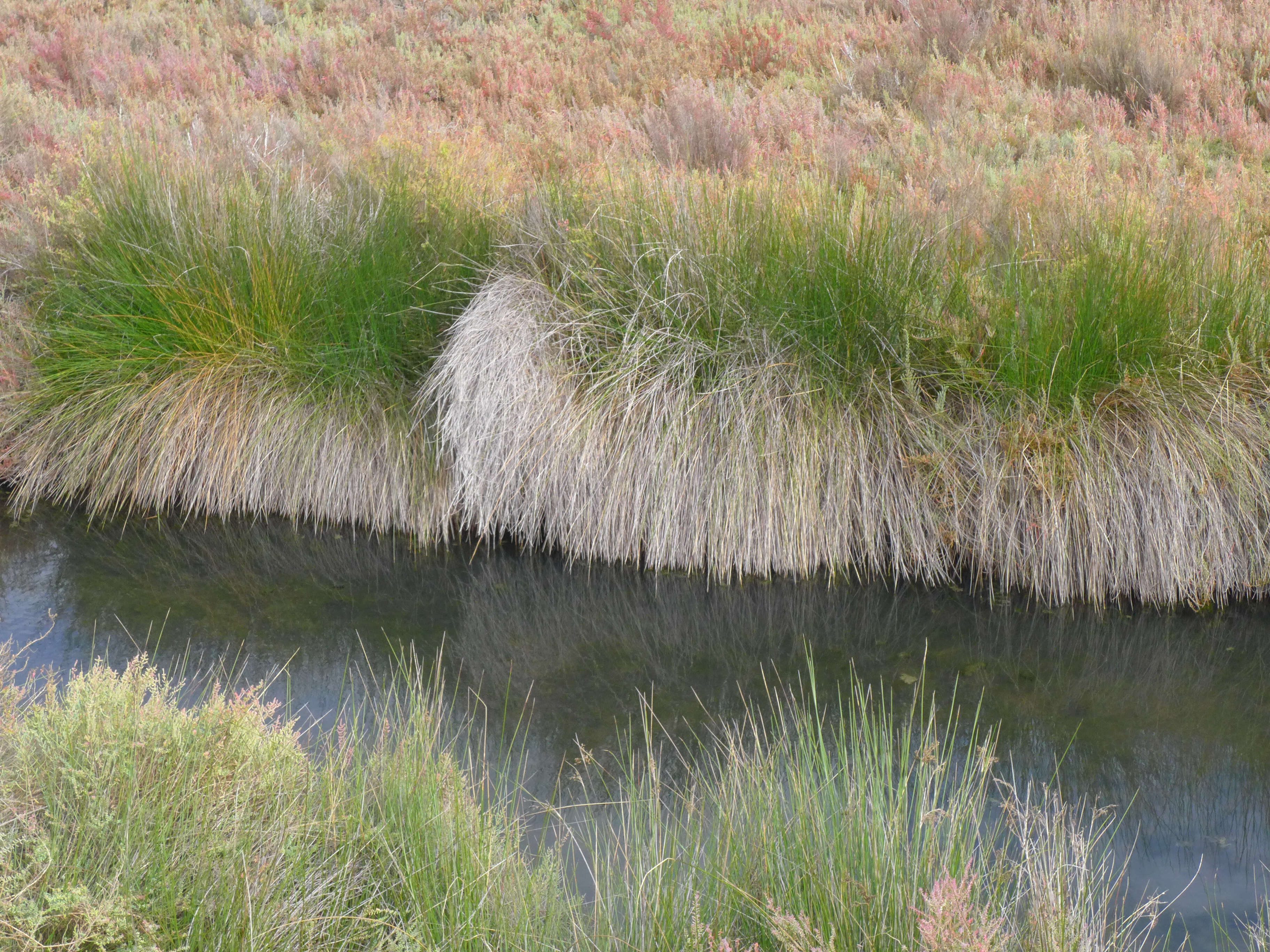 Image of glasswort