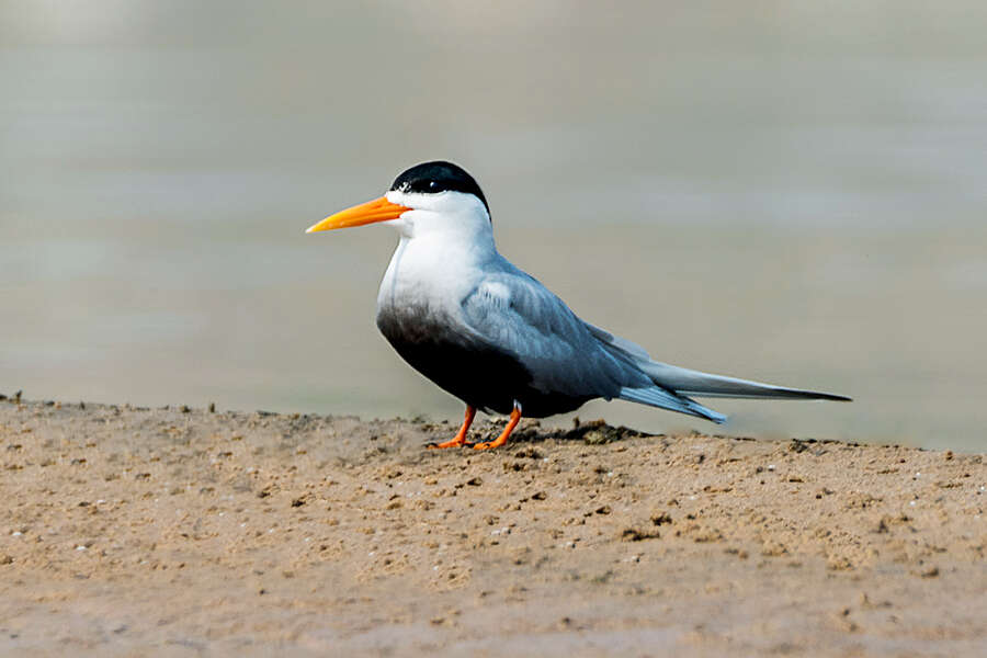 Image of Black-bellied Tern