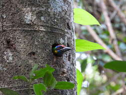 Image of Red-crowned Barbet