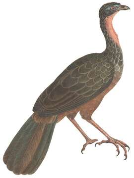 Image of Spix's Guan