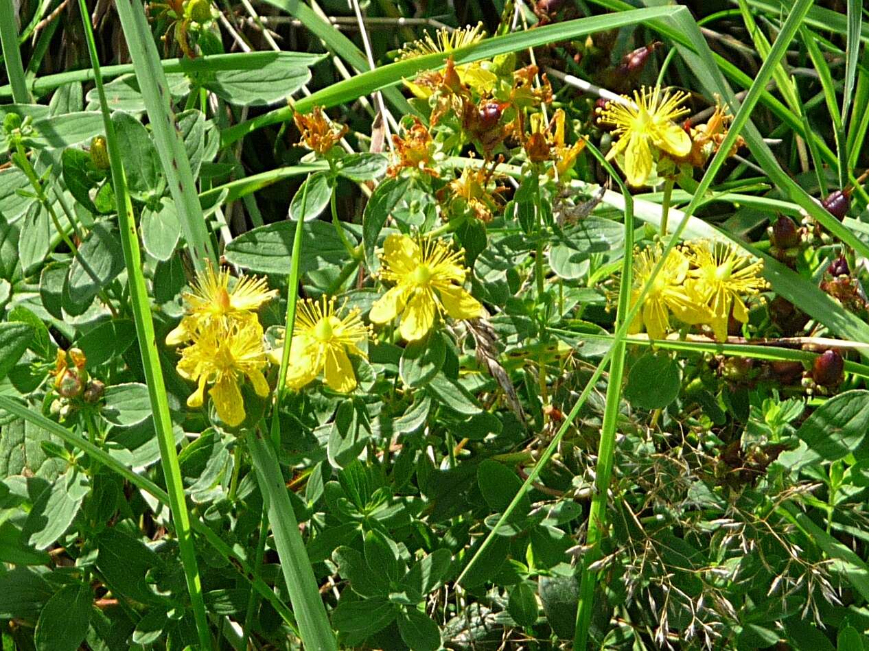 Image of spotted St. Johnswort