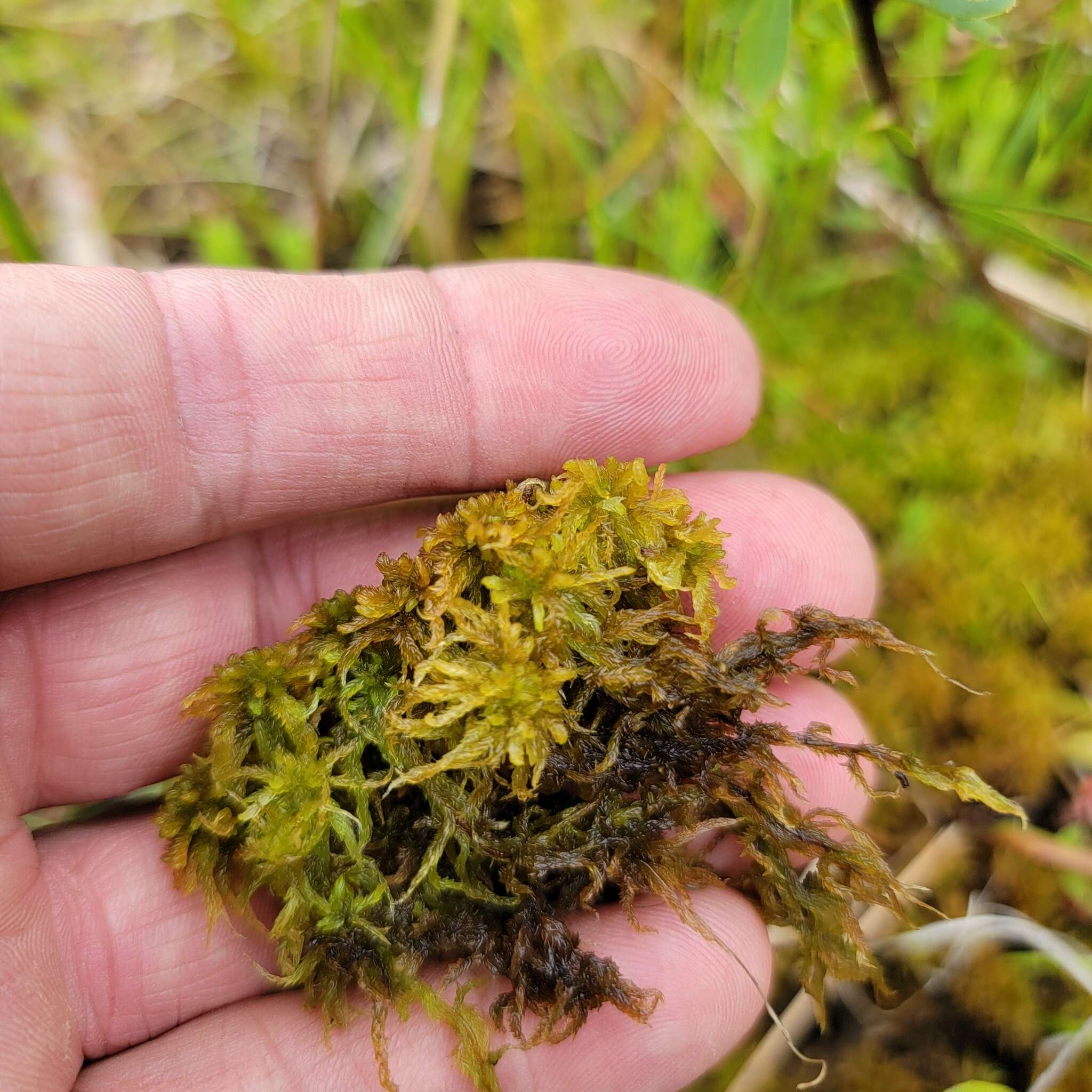 Image of slender cow-horn bog-moss