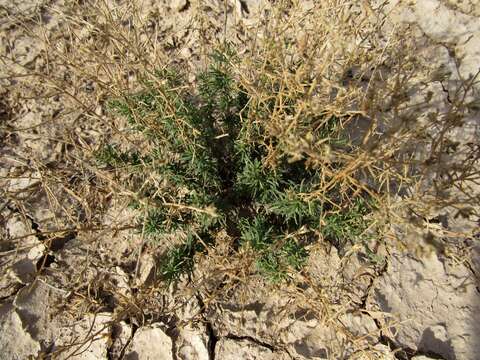 Image of threadleaf snakeweed