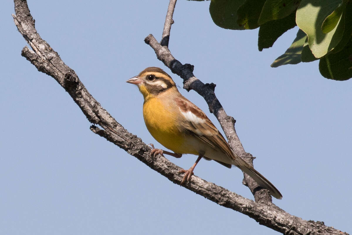 Image of Emberiza flaviventris kalaharica Roberts 1932