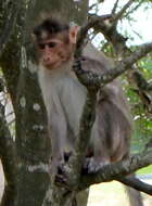 Image of Bonnet Macaque