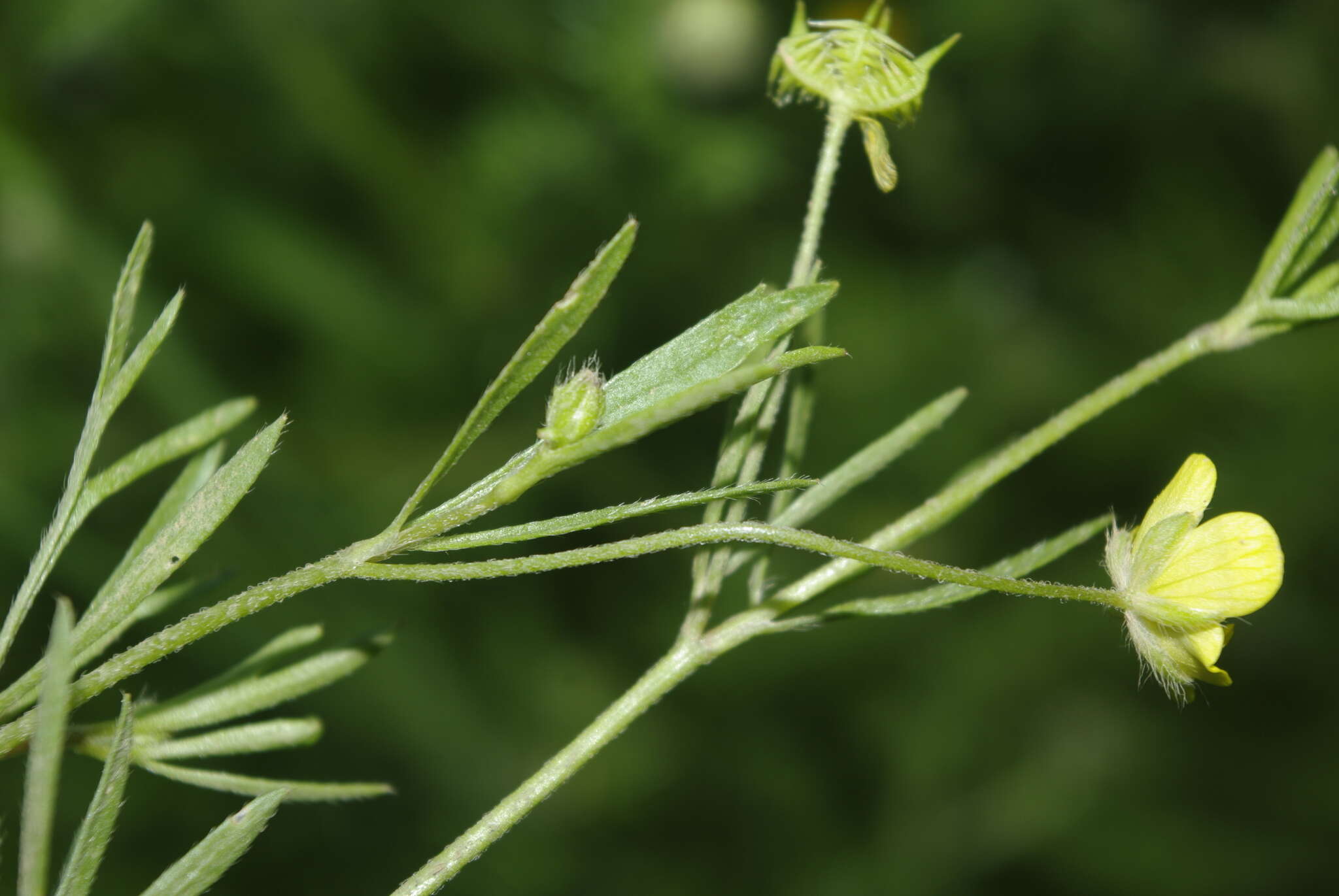 Image of corn buttercup