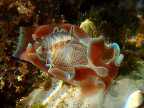 Слика од Hydatina physis (Linnaeus 1758)