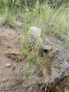 Image of Descurainia erodiifolia (Phil.) Prantl ex Reiche