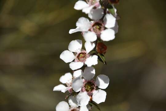 Слика од Leptospermum squarrosum Gaertn.