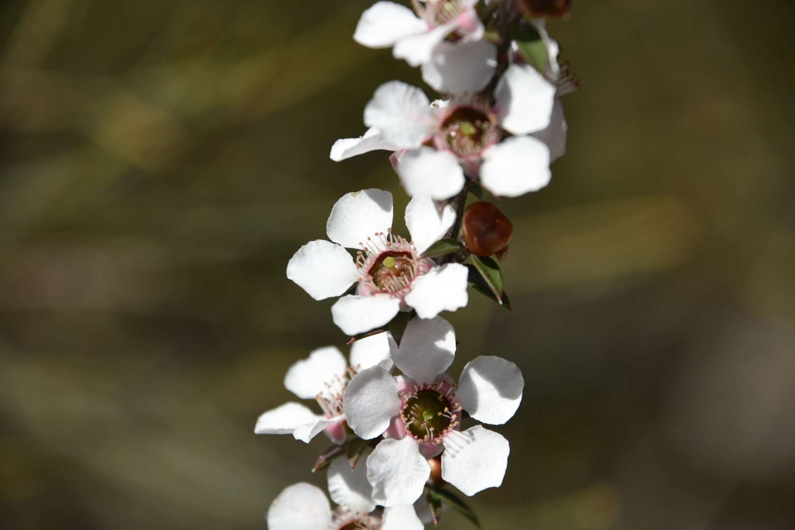 Слика од Leptospermum squarrosum Gaertn.