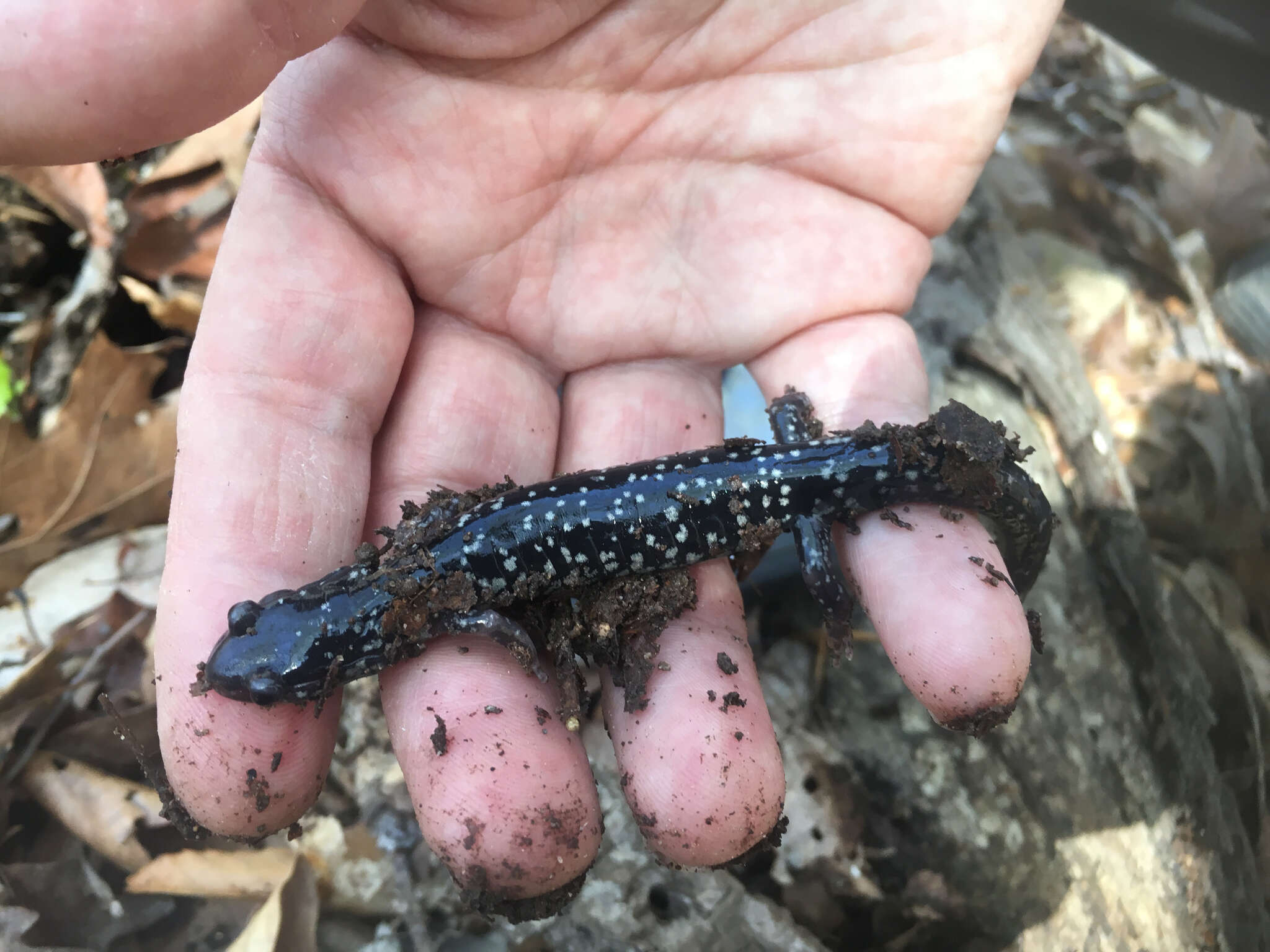 Image of White-spotted Slimy Salamander