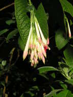 Image of Fuchsia corymbiflora Ruiz & Pav.