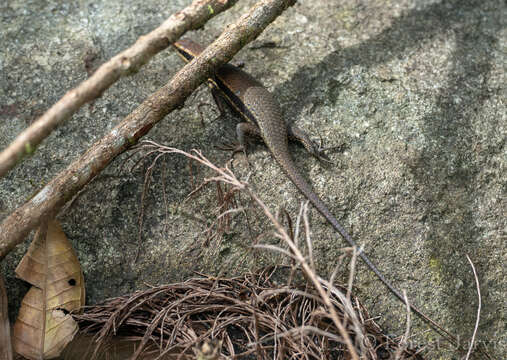 Image of Eutropis borealis (Brown & Alcala 1980)