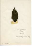 صورة Parornix carpinella (Frey 1863)