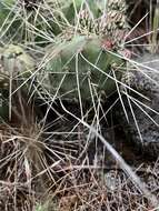 Image of grizzleybear pricklypear