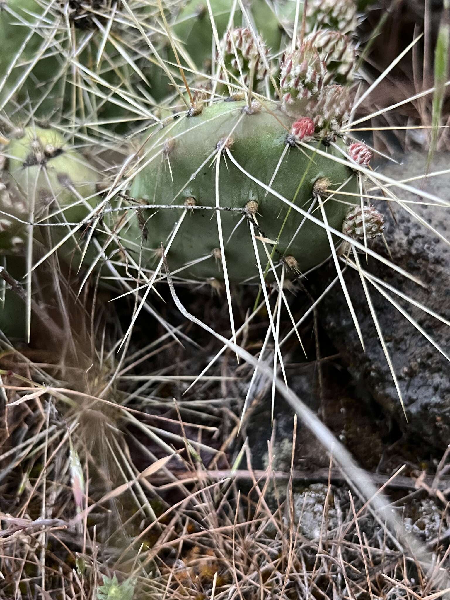 Image of grizzleybear pricklypear