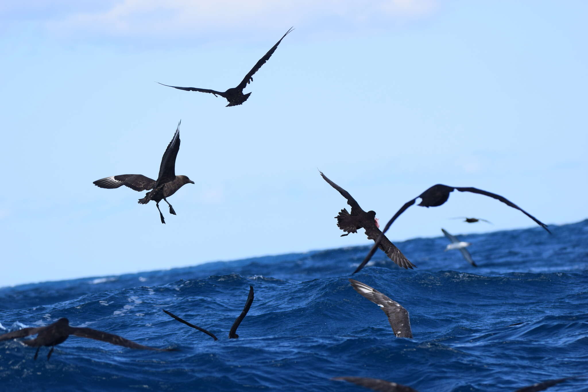 Stercorarius antarcticus lonnbergi (Mathews 1912) resmi