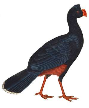 Image of Alagoas Curassow