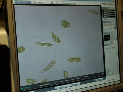 Image of Euglena gracilis