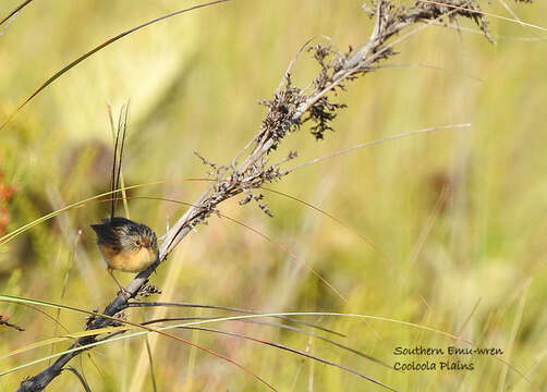 صورة Stipiturus malachurus malachurus (Shaw 1798)