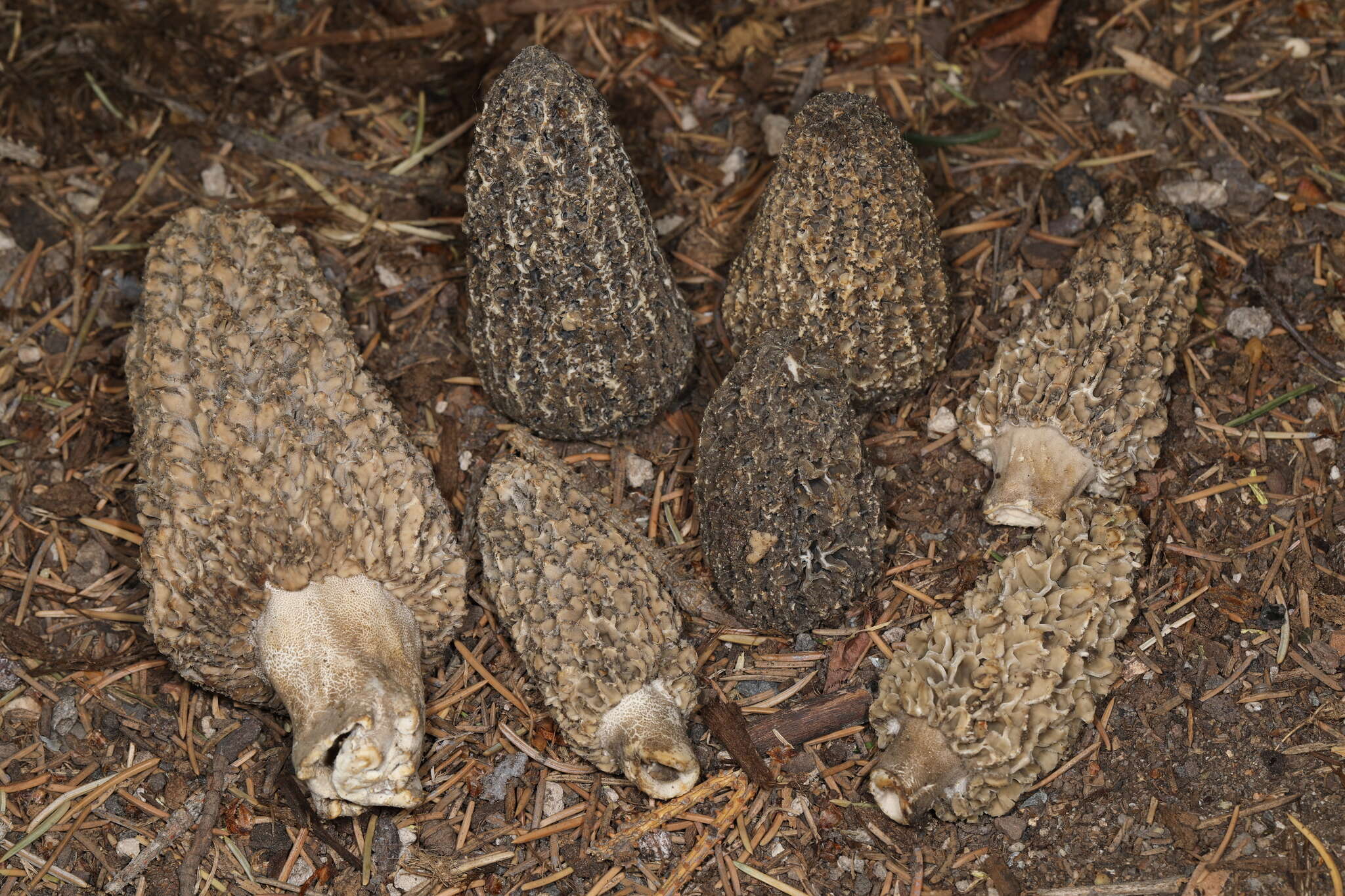 Image de Morchella tomentosa M. Kuo 2008