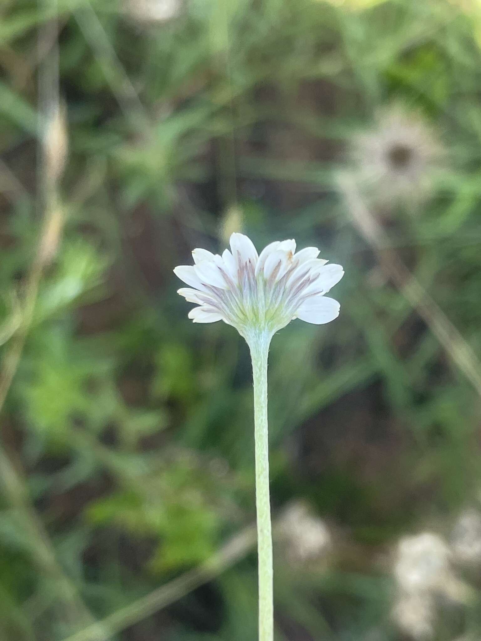 Image de Inezia speciosa F. Brusse