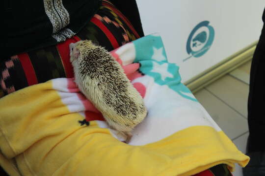 Image of Four-toed Hedgehog