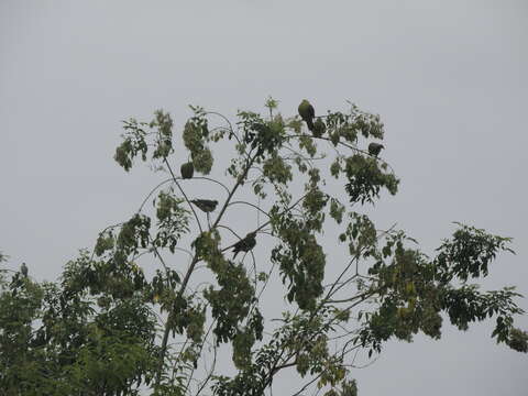 Image of Taiwan Green-pigeon