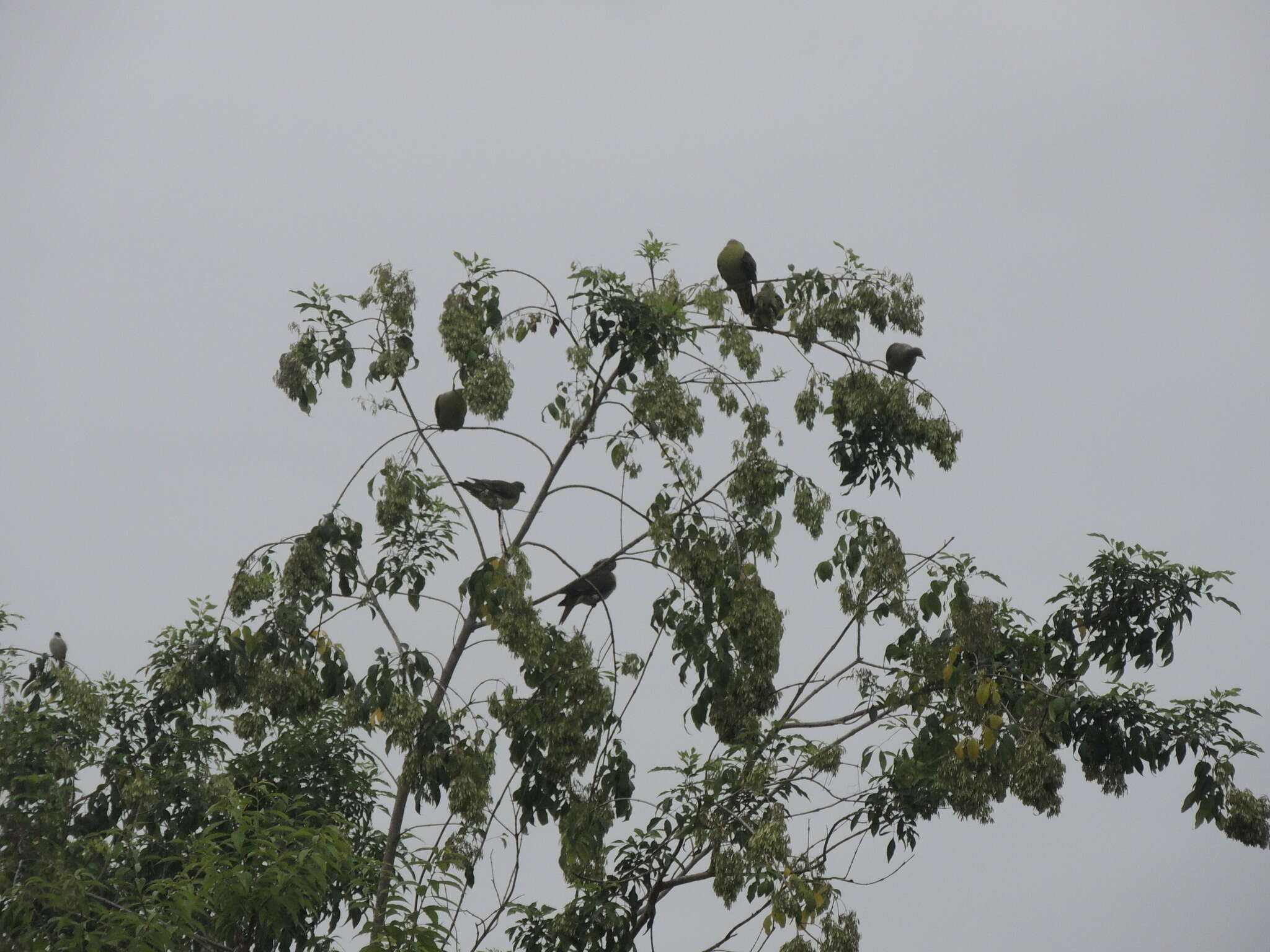 Image of Taiwan Green-pigeon