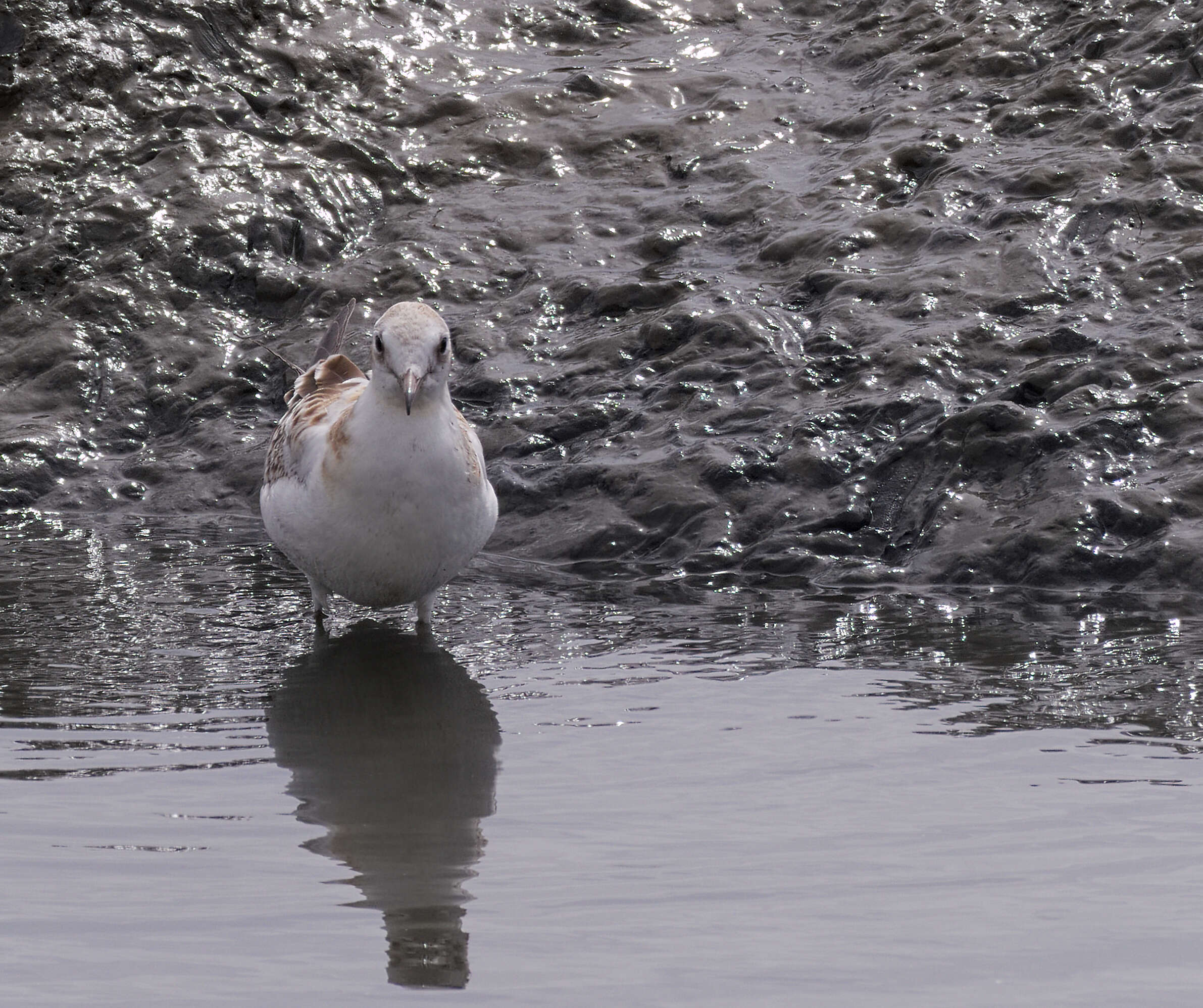 Image of Black-headed Gull