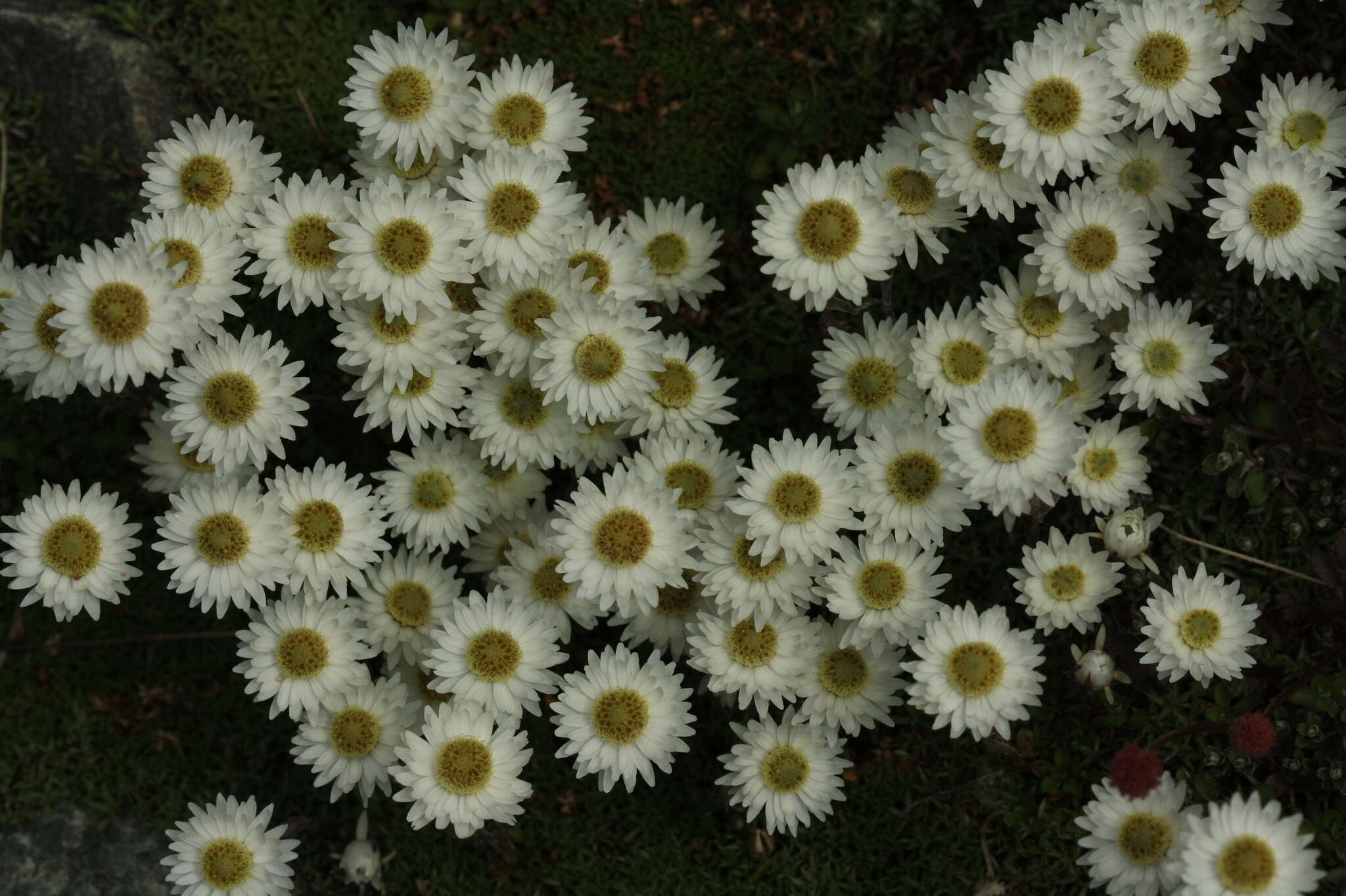 Image of Anaphalioides bellidioides (G. Forst.) D. Glenny