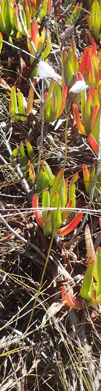 Image of Disa hians (L. fil.) Spreng.