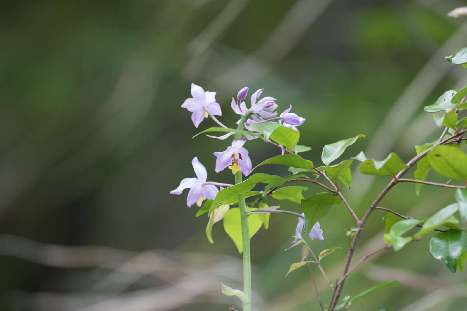 Spathoglottis pacifica Rchb. fil. resmi