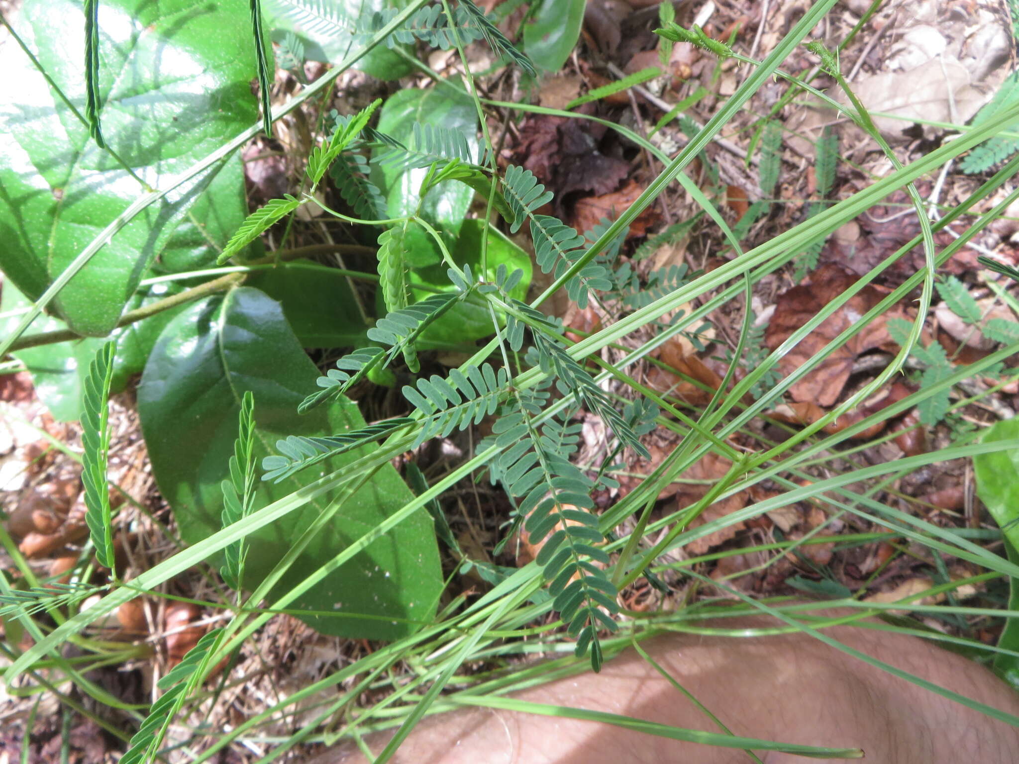 Image of Florida mimosa