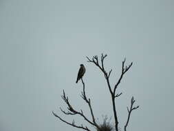 Image of Olive-Sided Flycatcher