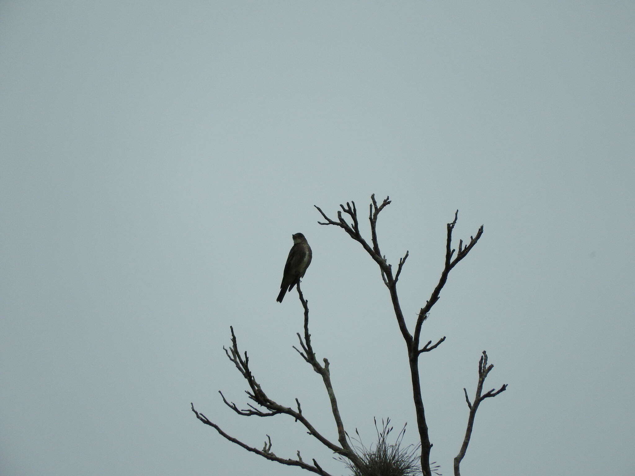 Image of Olive-Sided Flycatcher