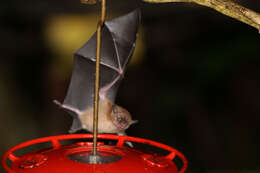 Image of Orange Nectar Bat