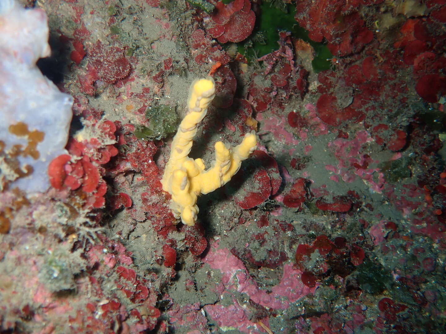 Image of Mediterranean mermaid's glove