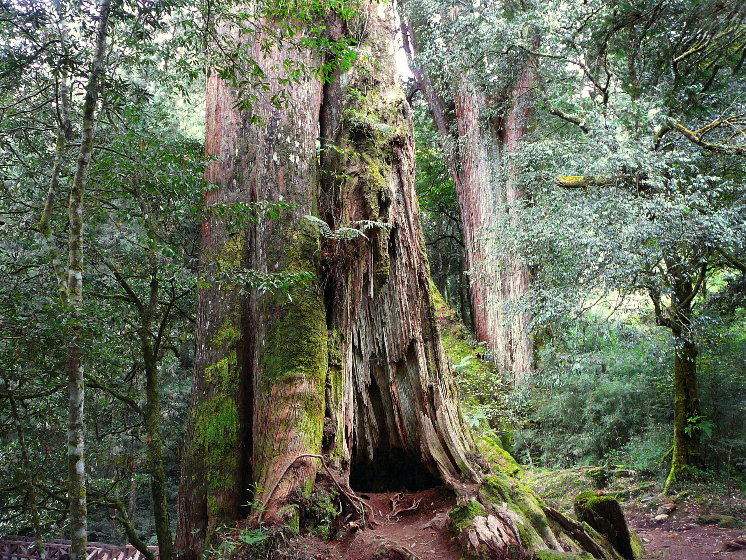 Image of Formosan Cypress