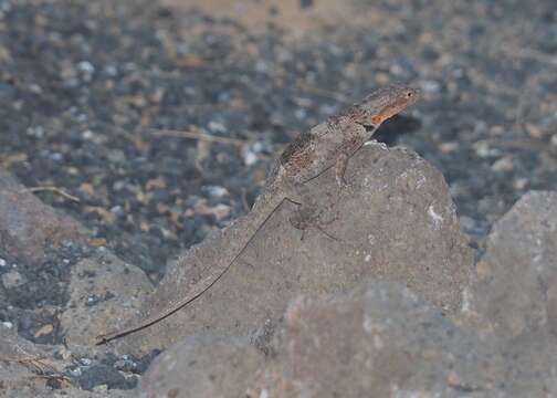 Слика од Microlophus grayii (Bell 1843)