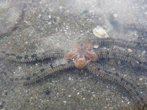 Image de Ophiactis resiliens Lyman 1879